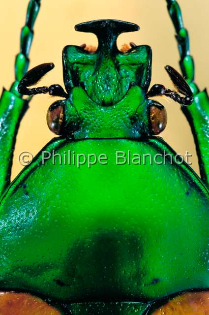 Coelorrhina aurata.JPG - in "Portraits d'insectes" ed. SeuilCoelorrhina aurata   Cetoine maleFlower beetleColeopteraCetoniidaeCameroun
